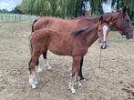 Hengstveulen te koop van Boston VDL, Dieren en Toebehoren, Paarden, Springpaard, Minder dan 160 cm, Niet van toepassing, 0 tot 2 jaar