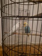 Vogels/Parkieten, Dieren en Toebehoren, Vogels | Parkieten en Papegaaien