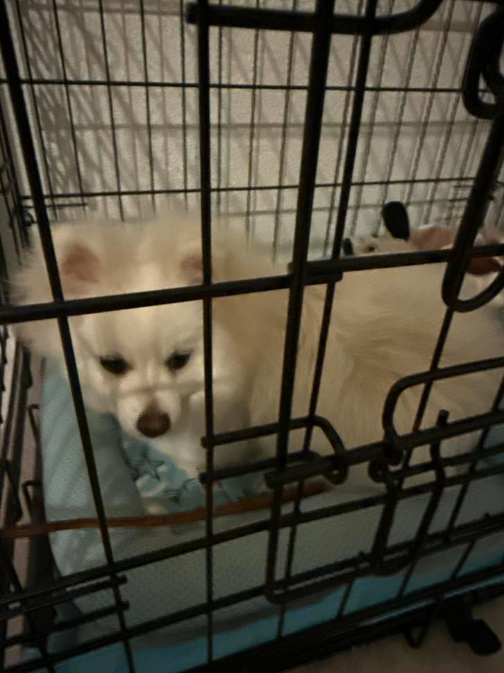 6 maanden witte Pomeranian gevaccineerd met alle spullen, Dieren en Toebehoren, Honden | Chihuahua's en Gezelschapshonden, Teef