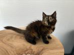 Mooie Maincoon tortie poesjes beschikbaar, Dieren en Toebehoren, Katten en Kittens | Dekkaters, 0 tot 2 jaar