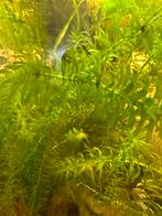 Elodea densa – sterke zuurstofplant – €1 per bakje, Dieren en Toebehoren, Vissen | Aquaria en Toebehoren, Ophalen, Nieuw, Plant(en), Steen of Hout