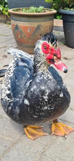 Muskus eenden, Dieren en Toebehoren, Pluimvee, Meerdere dieren, Eend