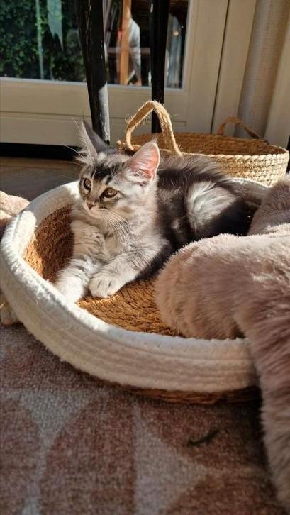 Kittens Siberische kat x ragdoll, Dieren en Toebehoren, Katten en Kittens | Raskatten | Langhaar, Meerdere dieren, 0 tot 2 jaar