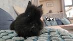 Lieve baby dwergkonijntjes, Dieren en Toebehoren, Geslacht onbekend, Dwerg