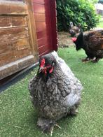 TKP: Prachtige Blue des landes hennen nog 7 stuks! Euro17,50, Dieren en Toebehoren, Pluimvee, Vrouwelijk, Kip