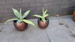 2 mooie Agaves met pot., Ophalen of Verzenden, Zomer, Overige soorten, Volle zon