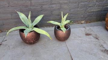 2 mooie Agaves met pot. beschikbaar voor biedingen