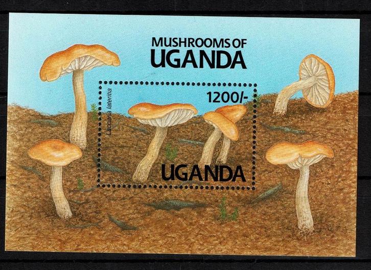 UGANDA 1991 PF BLOK PADDENSTOELEN MUSHROOMS FLORA, Postzegels en Munten, Postzegels | Thematische zegels, Postfris, Dier of Natuur