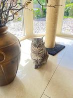 Britse korthaar kat silver tabby, Kater, Gechipt, 0 tot 2 jaar