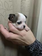 Prachtige raszuivere chihuahua pups!!!, Dieren en Toebehoren, Honden | Chihuahua's en Gezelschapshonden, CDV (hondenziekte), 8 tot 15 weken