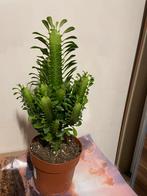 Euphorbia Trigona kamerplant, Overige soorten, Volle zon, Vaste plant, Ophalen of Verzenden