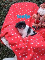 Te koop mooie kleinblijvende boomer pups, Overige rassen, CDV (hondenziekte), 8 tot 15 weken, Meerdere