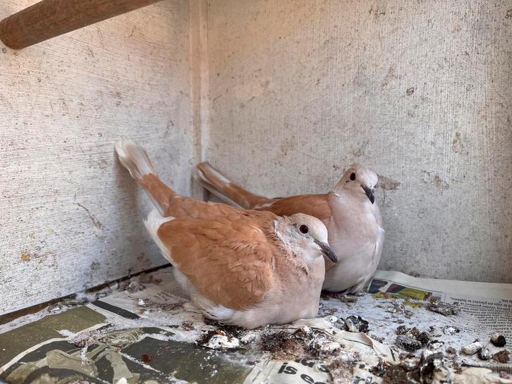 Koppeltje tortelduiven, Dieren en Toebehoren, Vogels | Duiven, Overige soorten, Meerdere dieren