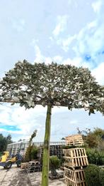 Elaeagnus ebbingei en compacta leibomen in maten !, Ophalen of Verzenden, Volle zon, Overige soorten