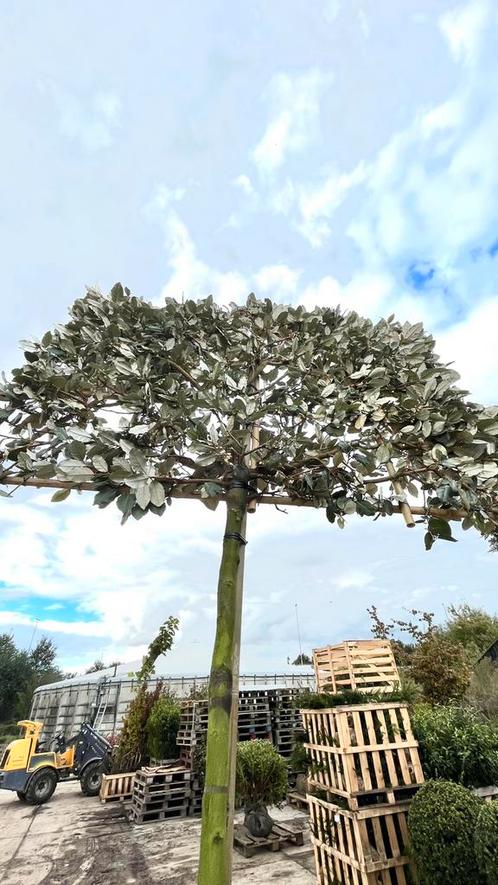 Elaeagnus ebbingei en compacta leibomen in maten !, Tuin en Terras, Planten | Bomen, Overige soorten, Volle zon, Ophalen of Verzenden