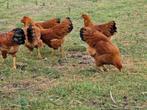 Te koop 5 grote newhamshire hennen met of zonder haan, Dieren en Toebehoren, Pluimvee, Meerdere dieren, Kip