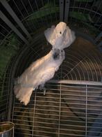 Coco kaketoe ter adoptie, Dieren en Toebehoren, Vogels | Parkieten en Papegaaien, Mannelijk, Papegaai, Tam