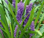 Liriope soorten, Ophalen, Overige soorten, Volle zon