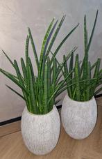 2 Grote Sansevieria's Cylindrica Spaghetti w. te groot, Ophalen, Vetplant, Halfschaduw, Minder dan 100 cm