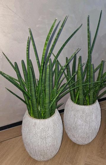 2 Grote Sansevieria's Cylindrica Spaghetti w. te groot  beschikbaar voor biedingen