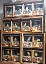 Prachtige Waterslager ! Inclusief keurlijsten en toebehoren., Meerdere dieren