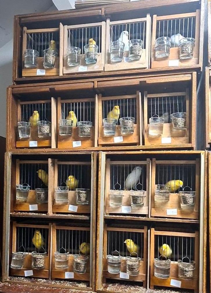 Prachtige Waterslager ! Inclusief keurlijsten en toebehoren., Dieren en Toebehoren, Vogels | Kanaries, Meerdere dieren