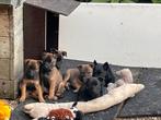 Hele leuke pups te koop, Dieren en Toebehoren, Honden | Niet-rashonden, 8 tot 15 weken, Meerdere, Meerdere dieren, Middel