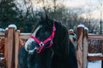Welsh Mountain Pony (Sectie A), Dieren en Toebehoren, Merrie, Met stamboom, 0 tot 2 jaar, A pony (tot 1.17m)