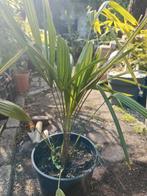 Trachycarpus Nova x princeps, Ophalen of Verzenden, Zomer, Vaste plant, Volle zon