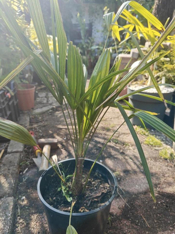 Trachycarpus Nova x princeps, Tuin en Terras, Planten | Tuinplanten, Vaste plant, Volle zon, Zomer, Ophalen of Verzenden