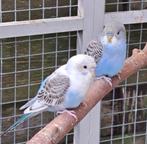 2 jonge grasparkietjes met kooi., Dieren en Toebehoren, Vogels | Parkieten en Papegaaien, Meerdere dieren, Parkiet