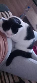 Lieve kater, Dieren en Toebehoren, Katten en Kittens | Raskatten | Korthaar, Kater, 0 tot 2 jaar