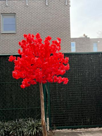 Bloesemboom beschikbaar voor biedingen