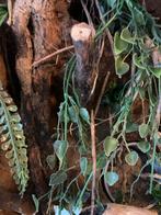 Wandelende takken en eitjes - PS1, Wandelende tak