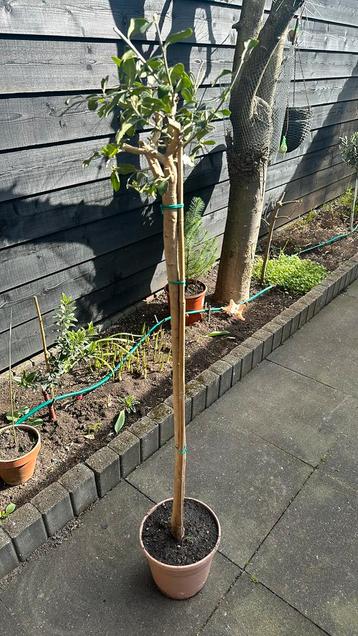 Olijfboom 135 cm hoog  beschikbaar voor biedingen