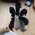 Lieve kittens, Dieren en Toebehoren, Katten en Kittens | Overige Katten, Geslacht onbekend