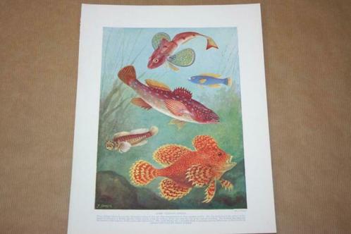 Antieke kleurenlithografie - Bijzonder vissen - Ca 1900 !!, Verzamelen, Foto's en Prenten, Nieuw, Voor 1940, Ophalen of Verzenden