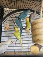 Halsband parkieten | Jonge dieren | Passend advies, Meerdere dieren, Parkiet, Tam