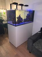 Aquarium Red sea peninsula 500 G2+ wit, Ophalen, Zo goed als nieuw, Gevuld zeewateraquarium