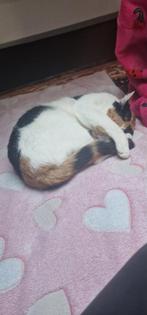 Mina, poesje VERMIST.., Dieren en Toebehoren