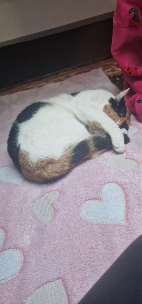 Mina, poesje VERMIST.., Dieren en Toebehoren, Katten en Kittens | Dekkaters