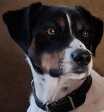 Boerenfox driekleur zoekt nieuw baasje, Dieren en Toebehoren, CDV (hondenziekte), 1 tot 2 jaar, Eén hond, Nederland
