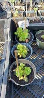 Tuinplanten - Saxifraga urbium - Schildersverdriet, Halfschaduw, Vaste plant, Bodembedekkers, Lente