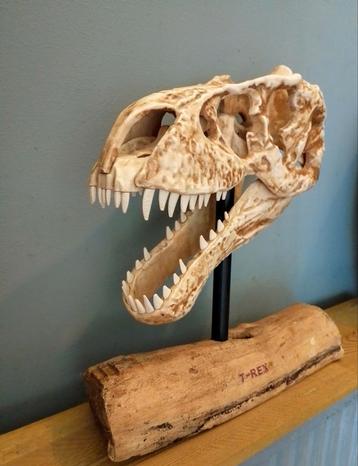 Supergave dino T-Rex skull!  beschikbaar voor biedingen
