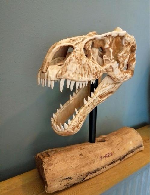 Supergave dino T-Rex skull!, Verzamelen, Dierenverzamelingen, Zo goed als nieuw, Schedel, Reptiel of Amfibie, Ophalen of Verzenden