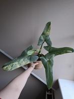 Philodendron Silver Sword Variegata, Ophalen of Verzenden, Overige soorten, Minder dan 100 cm