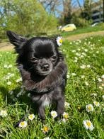 Dekreu MINI chihuahua langhaar, Dieren en Toebehoren, Particulier, Rabiës (hondsdolheid), Reu, Nederland