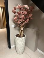 Bloesemboom met pot, Ophalen of Verzenden, Zo goed als nieuw