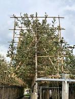 Lei steeneik of Quercus Ilex, Tuin en Terras, In pot, Halfschaduw, Leiboom, Ophalen of Verzenden