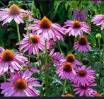 Rode zonnehoed “Echinacea Purpurea” vaste plant €1,50, Ophalen, Zomer, Overige soorten, Volle zon